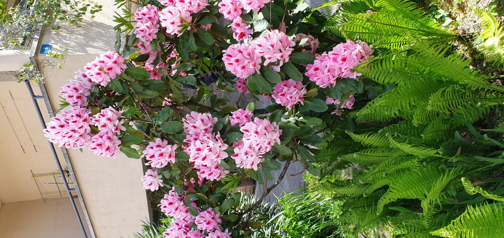 Bellinzona-Rhododendron jigsaw puzzle in Martha Gabriel puzzles on TheJigsawPuzzles.com