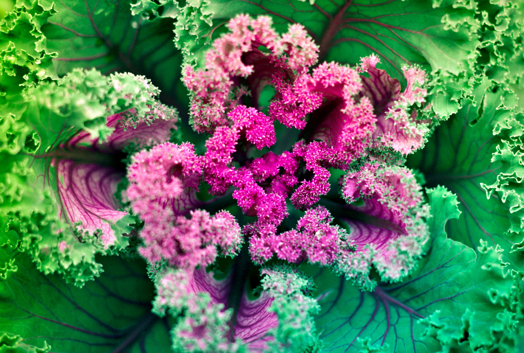 Natural Fractal of Cauliflower Leaves jigsaw puzzle in Fractals puzzles on TheJigsawPuzzles.com