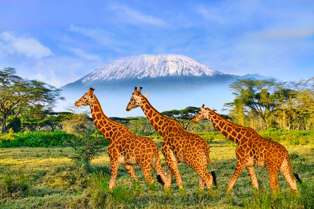 Giraffes in Tsavo National Park,  Kenya jigsaw puzzle in Puzzle of the Day puzzles on TheJigsawPuzzles.com