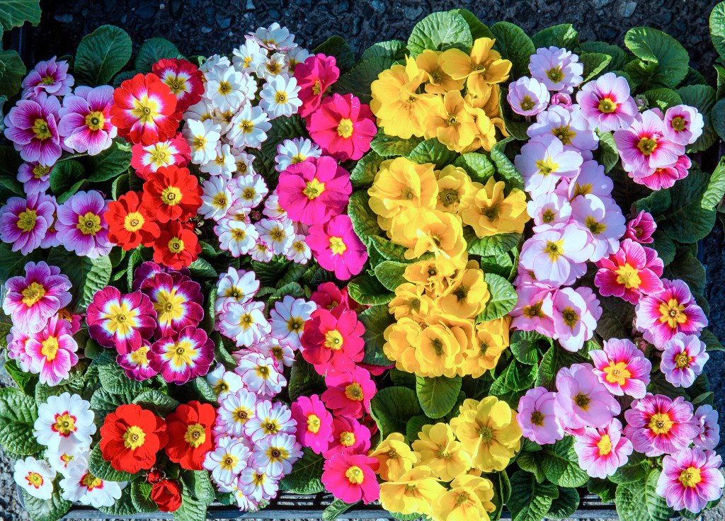 Spring Flowers in Full Bloom jigsaw puzzle in Flowers puzzles on TheJigsawPuzzles.com