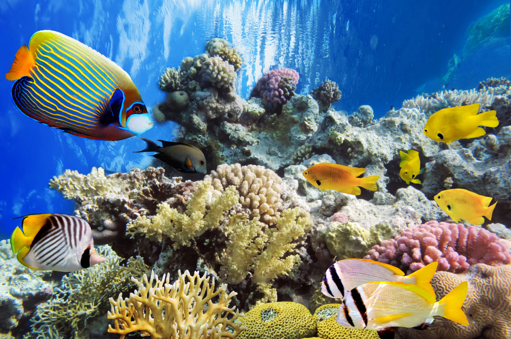 Тропические рыбы и кораллы в Красном море jigsaw puzzle in Подводный мир puzzles on TheJigsawPuzzles.com