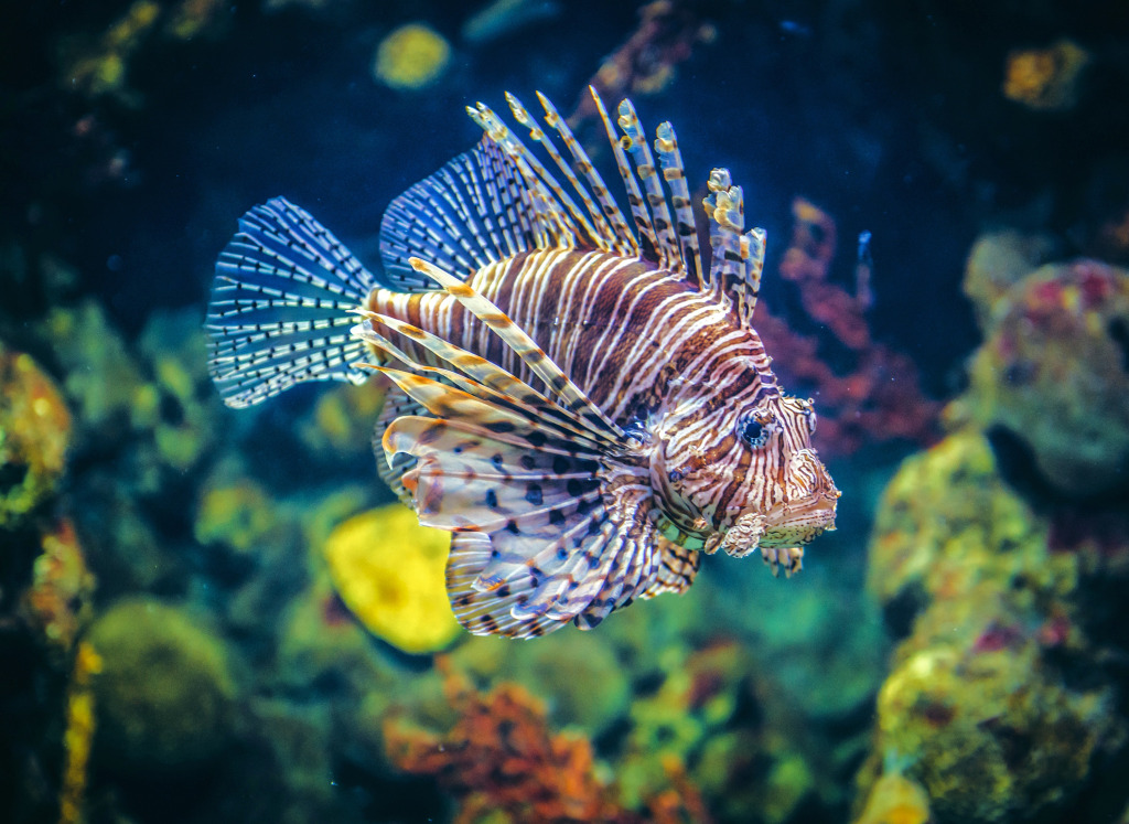Red Lionfish in an Aquarium jigsaw puzzle in Under the Sea puzzles on TheJigsawPuzzles.com