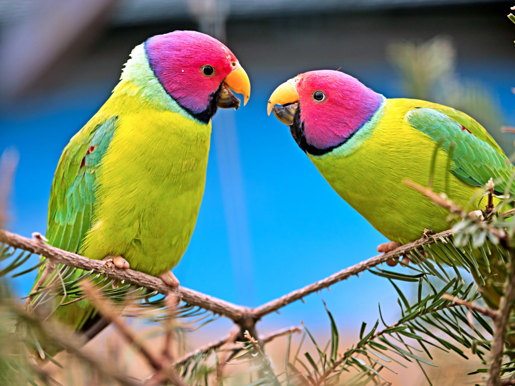 Two Canaries Teasing Each Other jigsaw puzzle in Animals puzzles on TheJigsawPuzzles.com