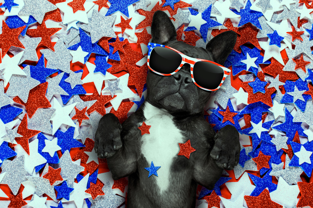 French Bulldog on Independence Day jigsaw puzzle in Animals puzzles on TheJigsawPuzzles.com
