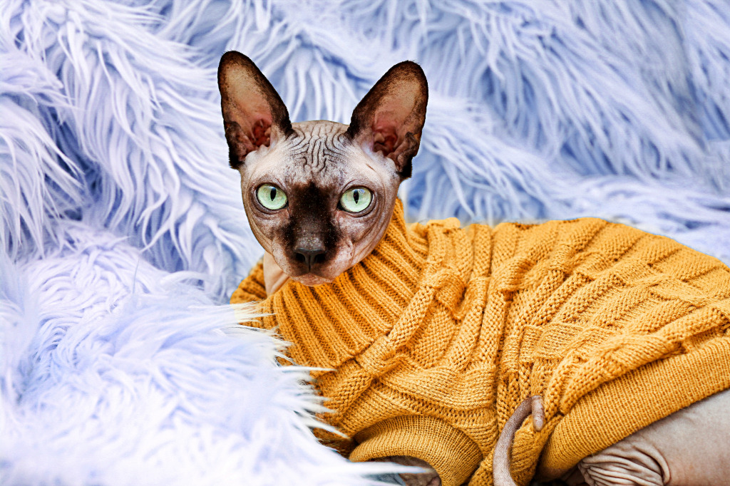 Canadian Sphynx in a Knitted Sweater jigsaw puzzle in Animals puzzles on TheJigsawPuzzles.com