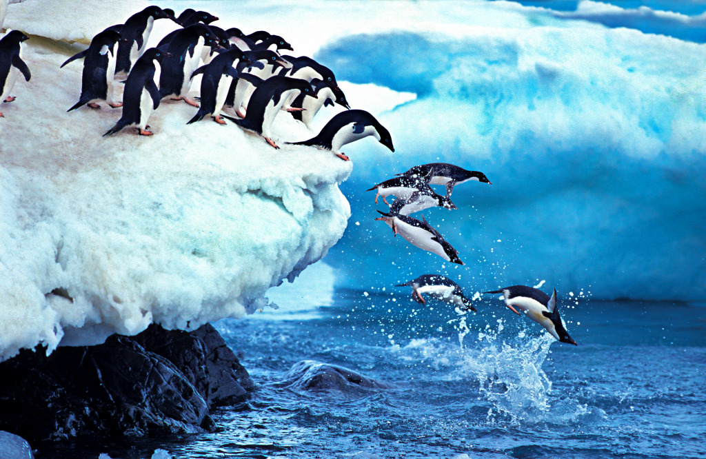 Pinguine springen in den Ozean, Antarktis jigsaw puzzle in Tiere puzzles on TheJigsawPuzzles.com