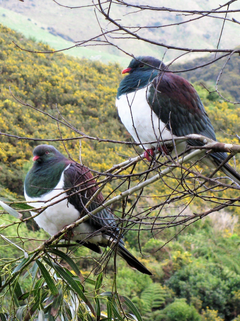 Wood Pigeon Kereru jigsaw puzzle in Dave Morris puzzles on TheJigsawPuzzles.com