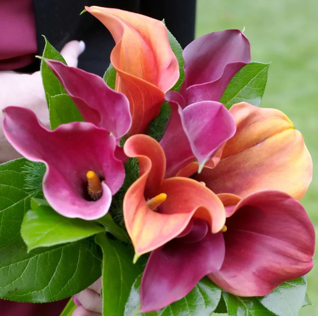 Calla Tropical Sunset - Pink and Peach Calla Lillies jigsaw puzzle in Carolyn Wright puzzles on TheJigsawPuzzles.com