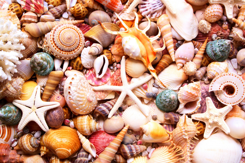 Erstaunliche Muscheln jigsaw puzzle in Unter dem Meer puzzles on TheJigsawPuzzles.com