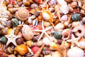 Amazing Seashells