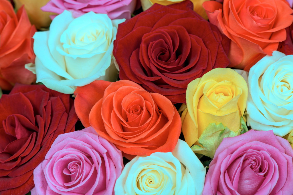 Bouquet of Colorful Roses jigsaw puzzle in Flowers puzzles on TheJigsawPuzzles.com