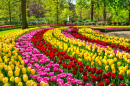 Spring in Keukenhof Park, Netherlands