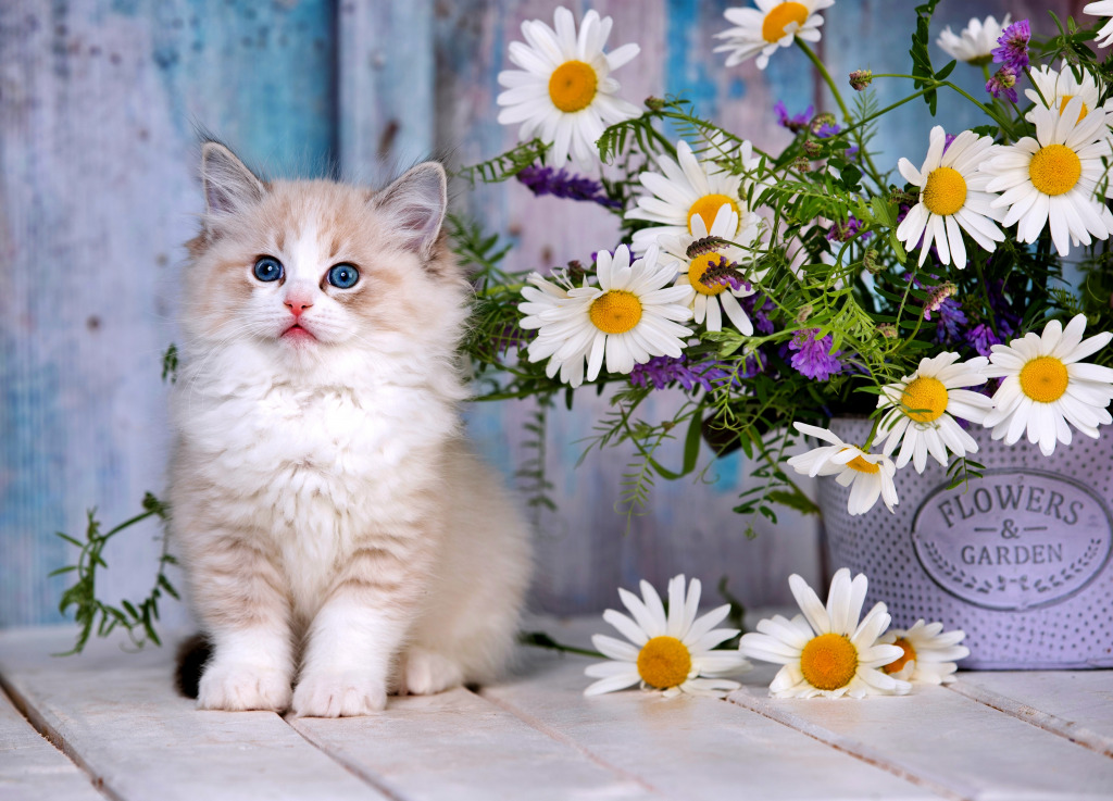 Beautiful Ragdoll Kitten and Flowers jigsaw puzzle in Flowers puzzles on TheJigsawPuzzles.com