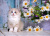 Beautiful Ragdoll Kitten and Flowers