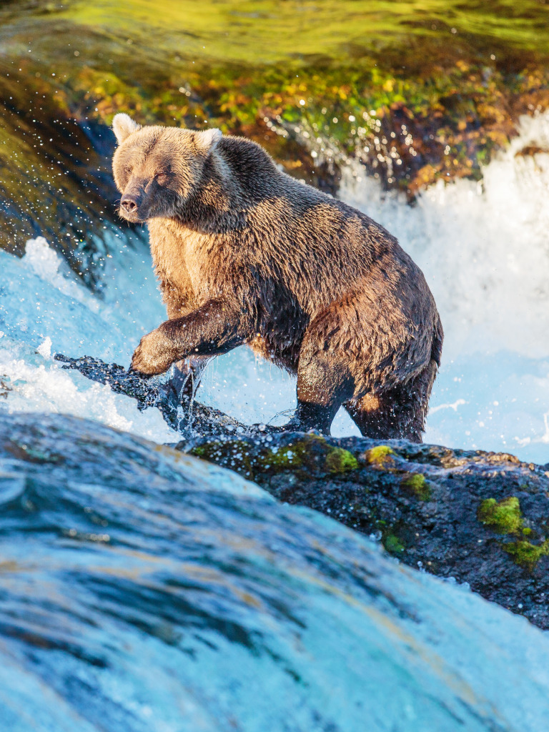 Grizzly Bear in Katmai National Park, Alaska jigsaw puzzle in Waterfalls puzzles on TheJigsawPuzzles.com