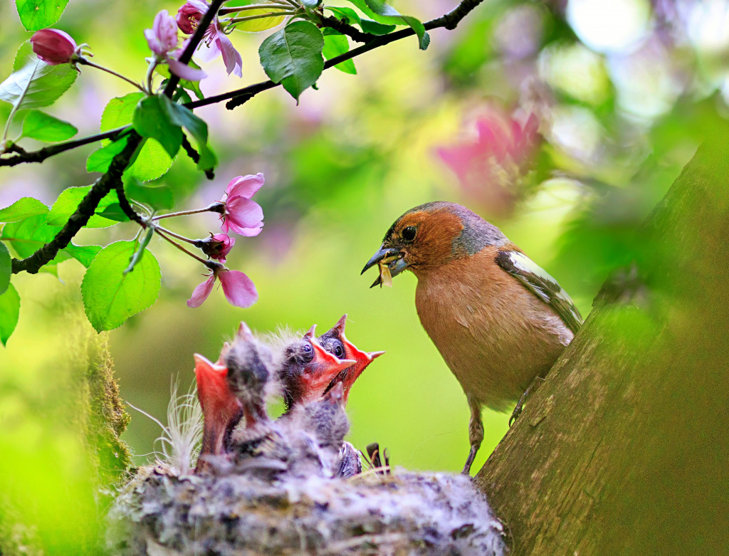 Nourrir les poussins affamés jigsaw puzzle in Animaux puzzles on TheJigsawPuzzles.com