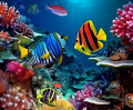 Colorful Fish on the Reef