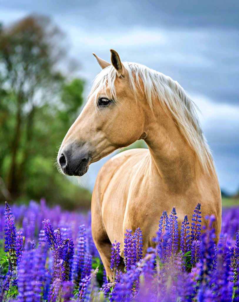 A Beautiful Palomino Horse jigsaw puzzle in Puzzle of the Day puzzles on TheJigsawPuzzles.com