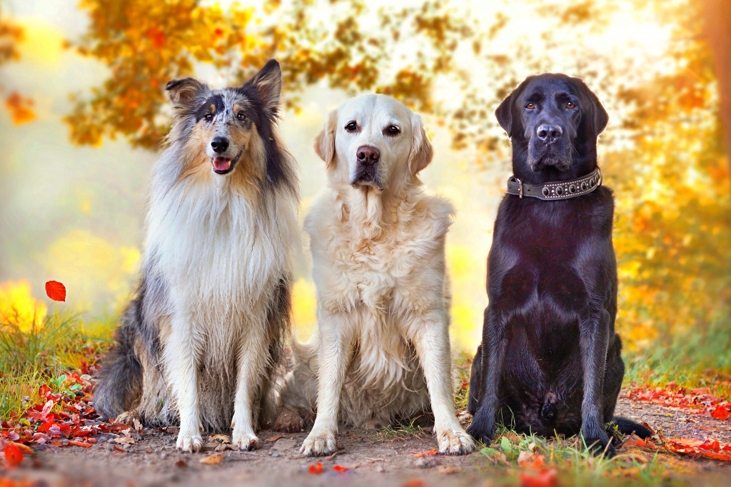 Three Dogs Sitting next to Each Other jigsaw puzzle in Animals puzzles on TheJigsawPuzzles.com