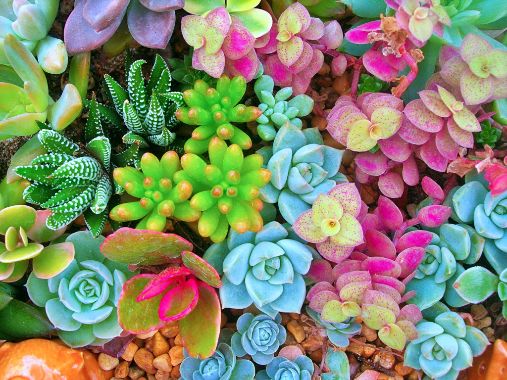 Miniature Succulent Plants jigsaw puzzle in Macro puzzles on TheJigsawPuzzles.com