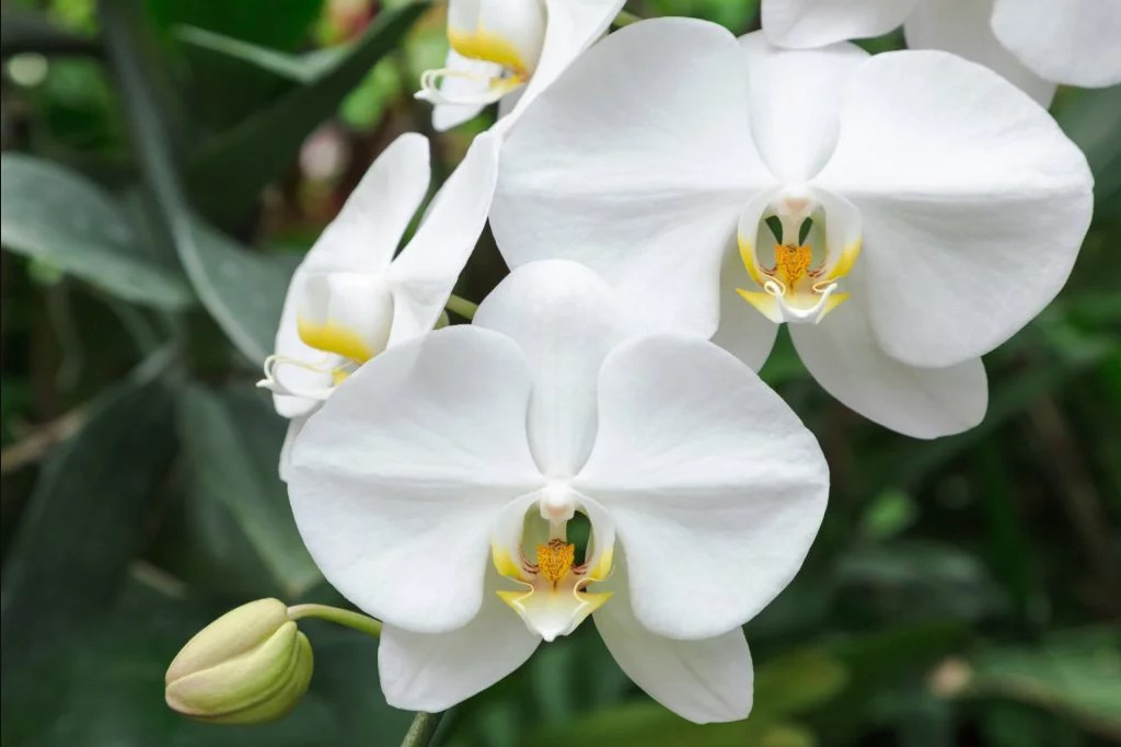 White Moth Orchids jigsaw puzzle in Carolyn Wright puzzles on TheJigsawPuzzles.com