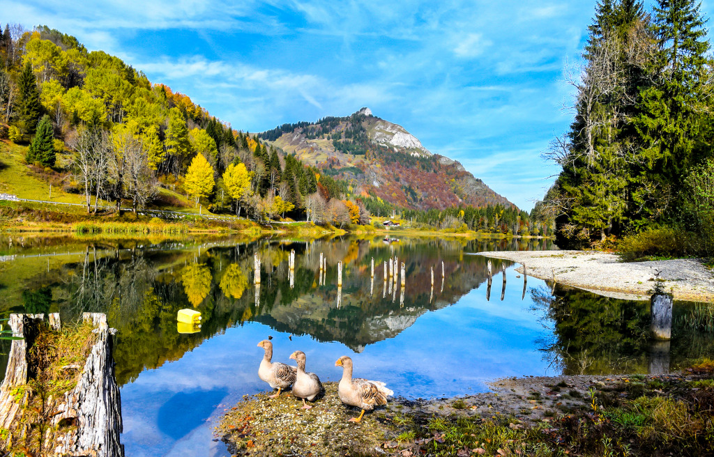 Gänse an einem Bergsee im Wald jigsaw puzzle in Großartige Landschaften puzzles on TheJigsawPuzzles.com