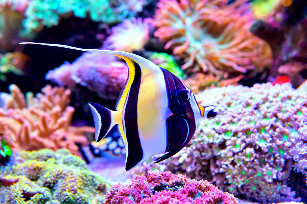 Moorish Idol in an Aquarium jigsaw puzzle in Under the Sea puzzles on TheJigsawPuzzles.com