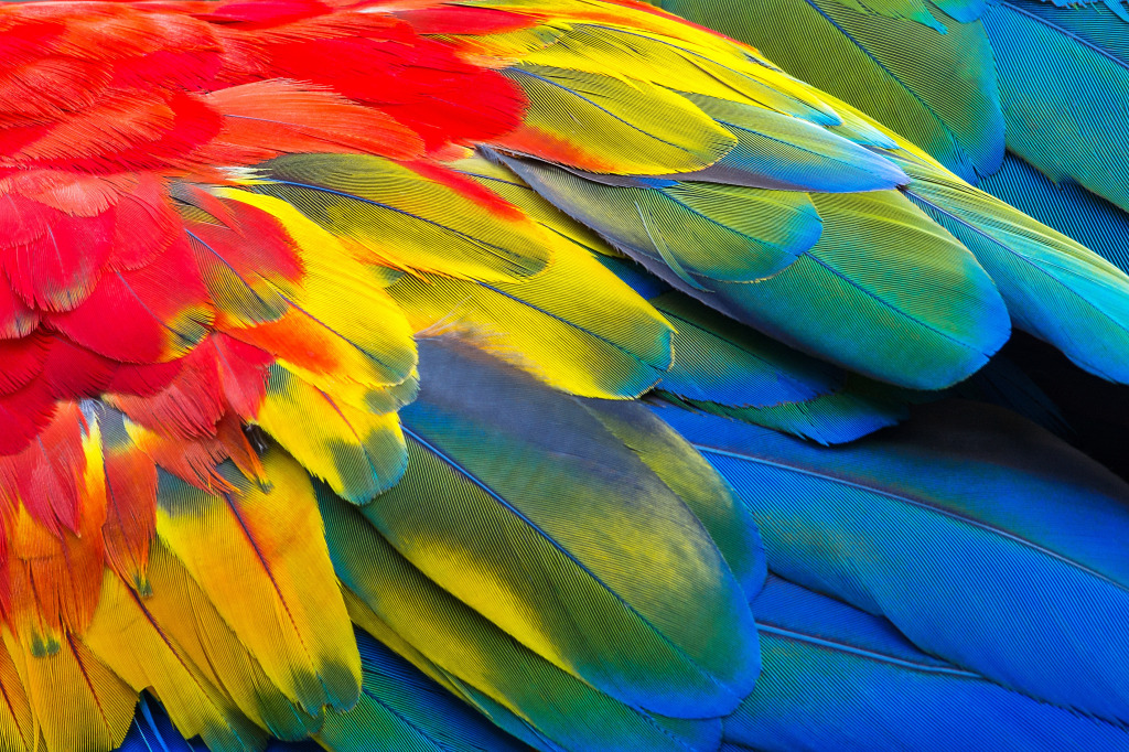 Close-Up of Scarlet Macaw Feathers jigsaw puzzle in Macro puzzles on TheJigsawPuzzles.com