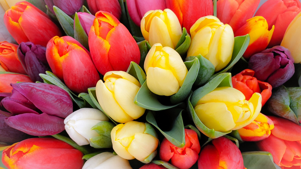 Bouquet of Spring Tulips jigsaw puzzle in Flowers puzzles on TheJigsawPuzzles.com