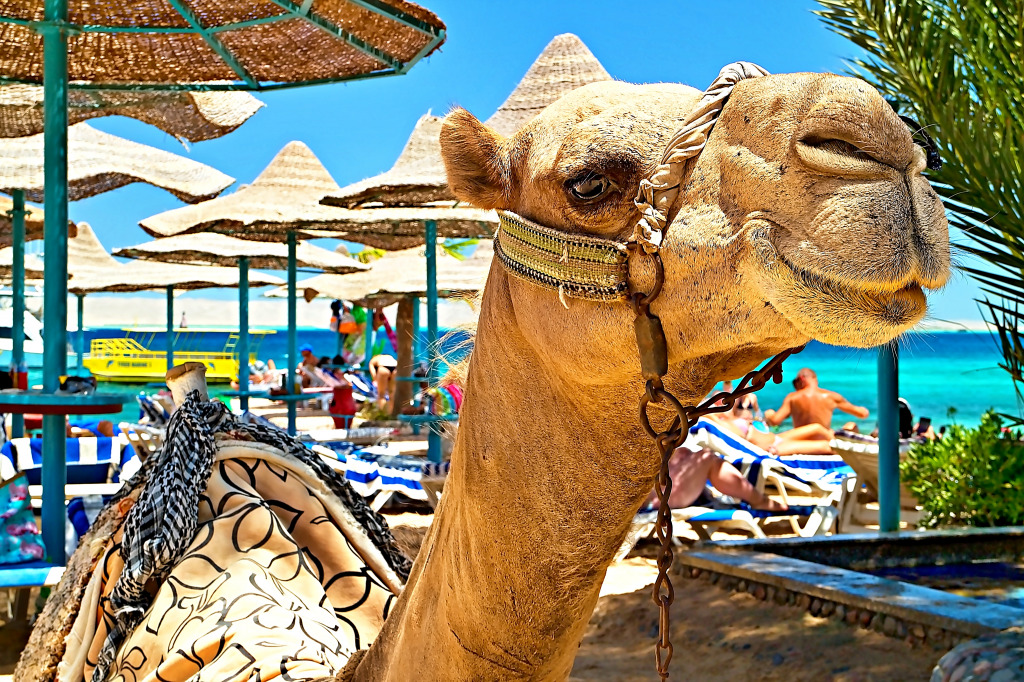 Camelo na praia, Hurghada, Egito jigsaw puzzle in Animais puzzles on TheJigsawPuzzles.com