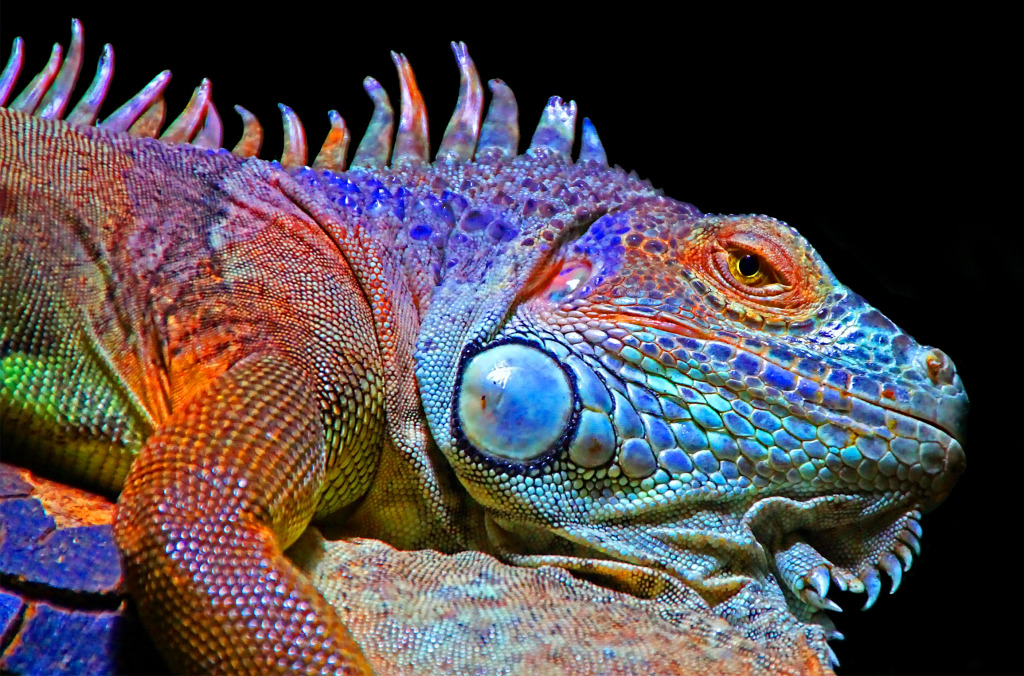 Chameleon Displaying Colors jigsaw puzzle in Animals puzzles on TheJigsawPuzzles.com