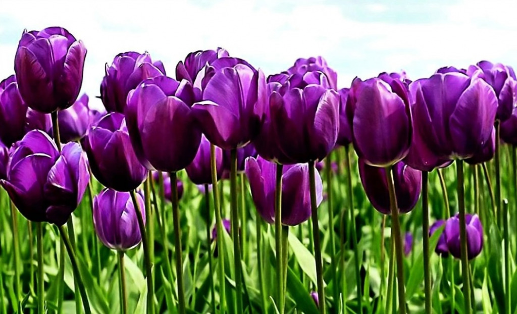 Purple Tulips jigsaw puzzle in Carolyn Wright puzzles on TheJigsawPuzzles.com