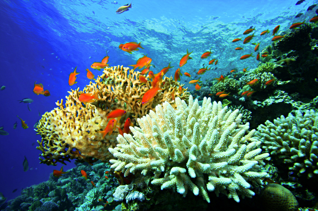 Recife de coral com corais Acropora e de fogo jigsaw puzzle in Oceano puzzles on TheJigsawPuzzles.com