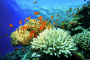 Coral Reef with Acropora and Fire corals