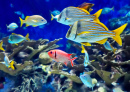 Coral Reef and Tropical Fish