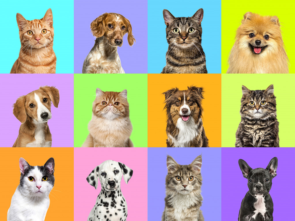 Collage of Photos of Dogs and Cats jigsaw puzzle in Animals puzzles on TheJigsawPuzzles.com