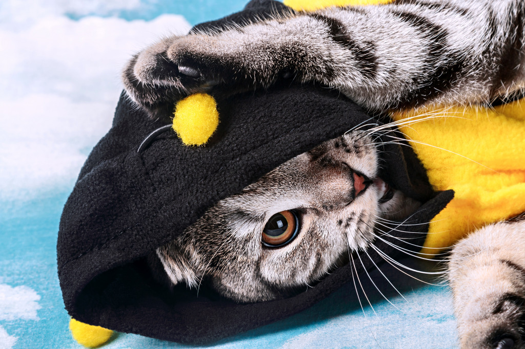 Young Cat in a Bee Costume jigsaw puzzle in Puzzle of the Day puzzles on TheJigsawPuzzles.com