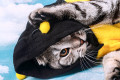 Young Cat in a Bee Costume