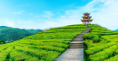 Tea Plantation in China