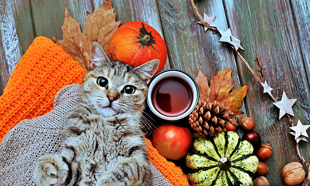 Herbstliche Komposition jigsaw puzzle in Tiere puzzles on TheJigsawPuzzles.com