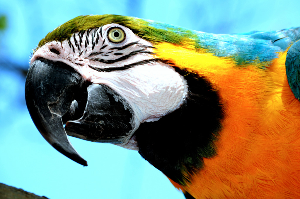 Blue-and-Yellow Macaw jigsaw puzzle in Animals puzzles on TheJigsawPuzzles.com