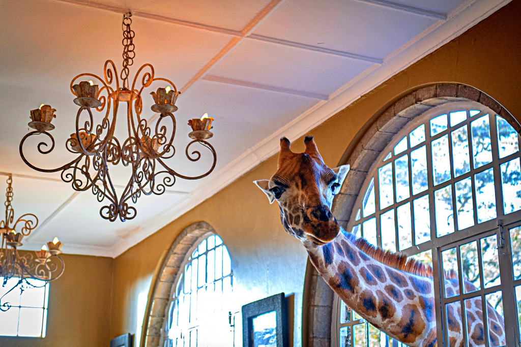 Giraffe Manor, Nairobi, Kenia jigsaw puzzle in Tiere puzzles on TheJigsawPuzzles.com