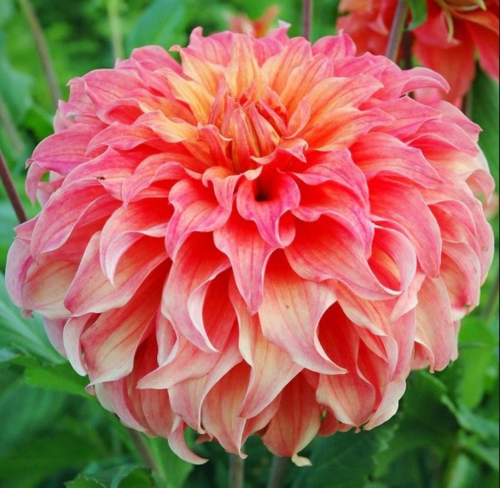 Dawn - Wynn.s Moonlight Sonata Dahlia jigsaw puzzle in Carolyn Wright puzzles on TheJigsawPuzzles.com