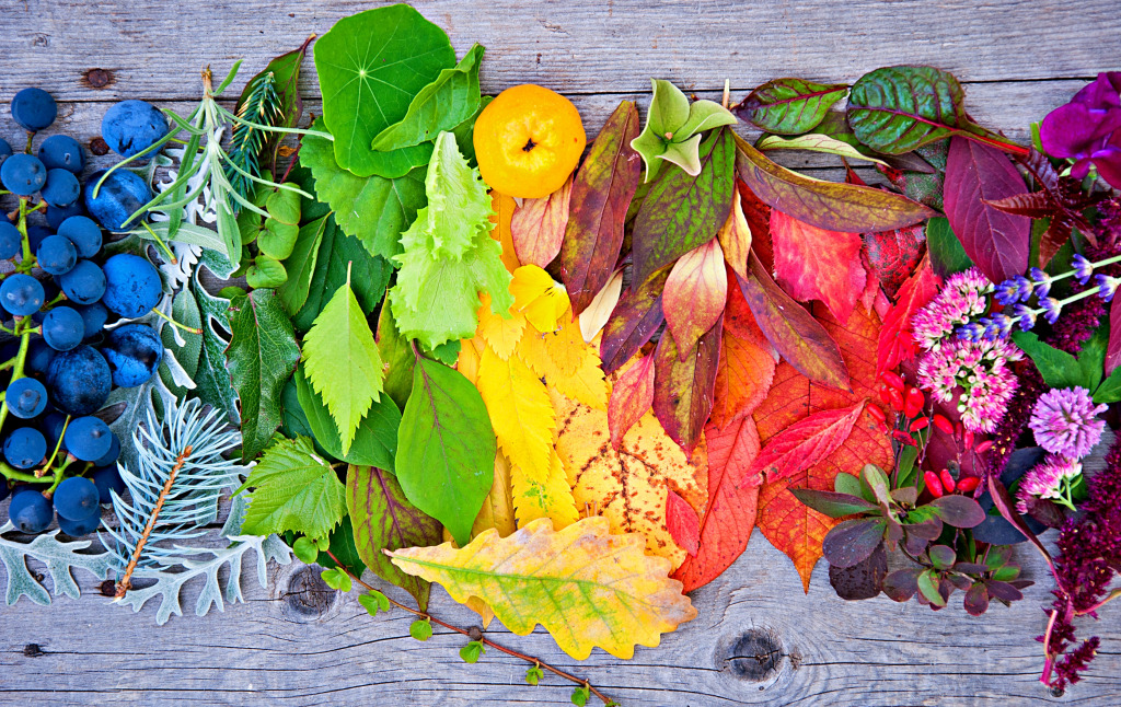 Colors of Autumn jigsaw puzzle in Macro puzzles on TheJigsawPuzzles.com