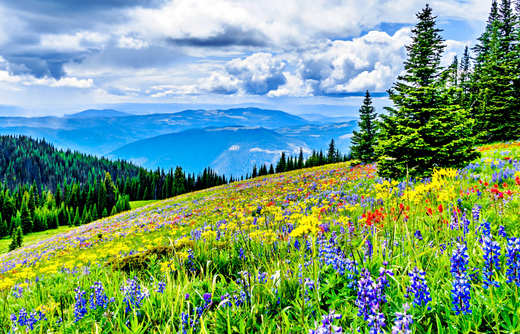 Alpine Meadows in den Shuswap Highlands, Kanada jigsaw puzzle in Puzzle des Tages puzzles on TheJigsawPuzzles.com