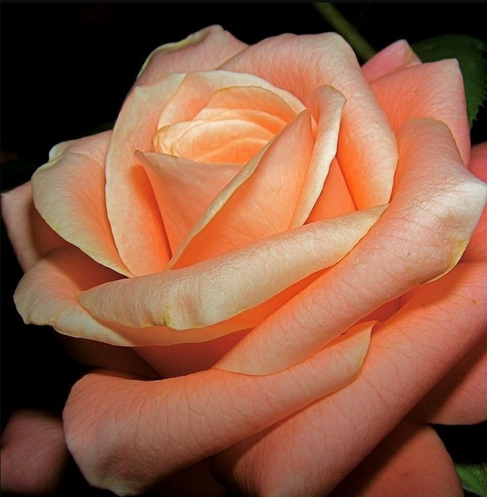 Single Peach Rose jigsaw puzzle in Carolyn Wright puzzles on TheJigsawPuzzles.com