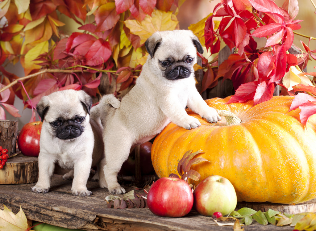 Pug Puppies and a Pumpkin jigsaw puzzle in Puzzle of the Day puzzles on TheJigsawPuzzles.com