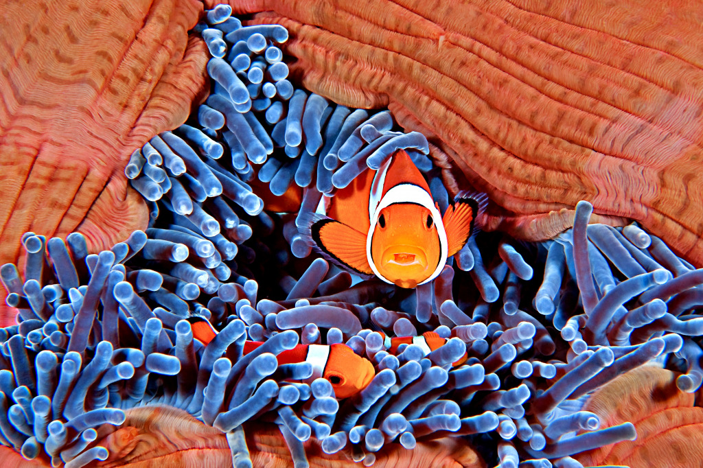 Eine Clownfischfamilie, die sich in einer Seeanemone versteckt jigsaw puzzle in Unter dem Meer puzzles on TheJigsawPuzzles.com