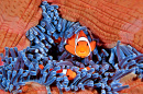 A Family of Clownfish Hiding in a Sea Anemone