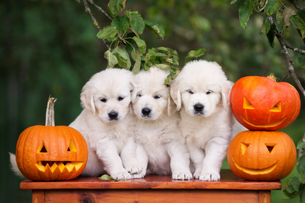 Golden Retriever Puppies with Pumpkins jigsaw puzzle in Halloween puzzles on TheJigsawPuzzles.com